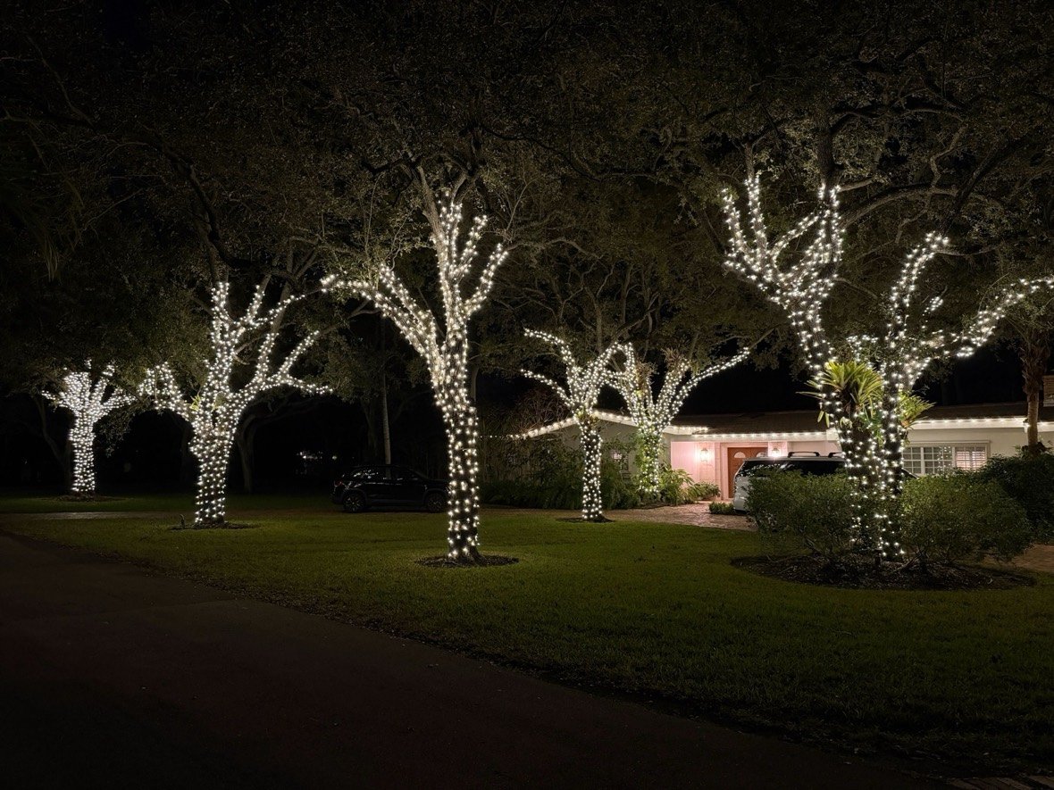 Mature oaks wrapped trunk-to-limb in warm white lights at night, Coral Gables