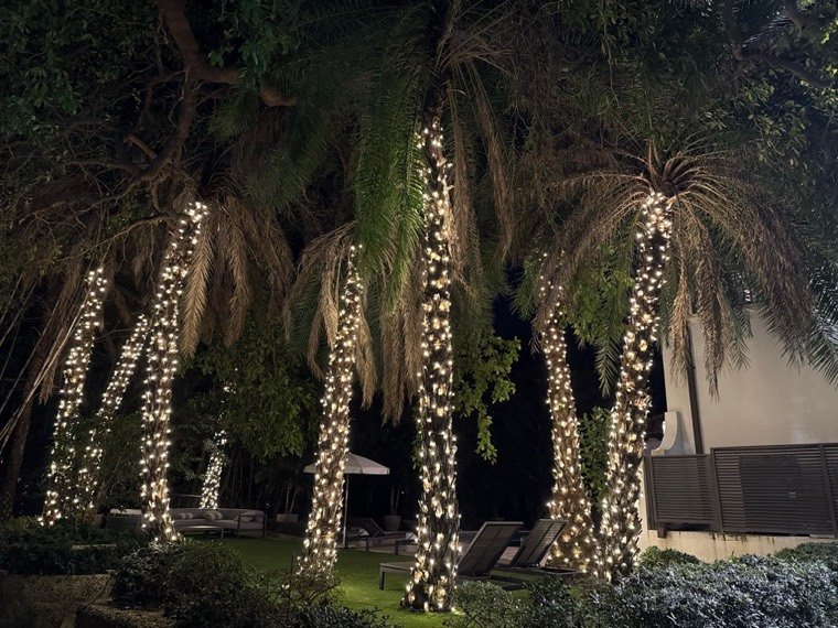 Poolside palms wrapped in warm white lights, Kendall